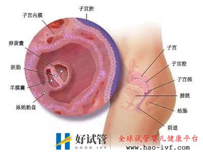 哪些人群做试管成功率更高些?(图2) 哪些人群做试管成功率更高些?(图2)