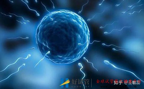 男性少精弱精是先治疗还是直接做试管婴儿做试管成...(图1) 男性少精弱精是先治疗还是直接做试管婴儿做试管成...(图1)