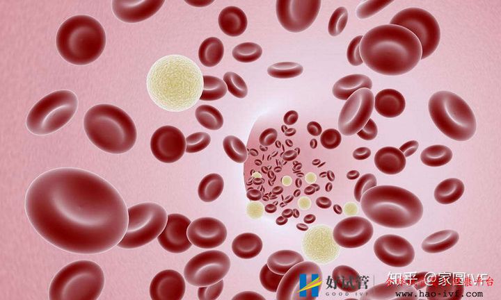 移植后验孕,最快要等几天(图4) 移植后验孕,最快要等几天(图4)