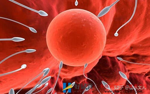 试管婴儿可以选择性别吗费用大概是多少钱(图1) 试管婴儿可以选择性别吗费用大概是多少钱(图1)