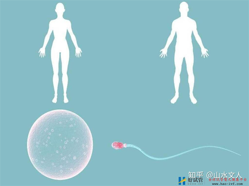 试管婴儿可以选择性别吗费用大概是多少钱(图4) 试管婴儿可以选择性别吗费用大概是多少钱(图4)