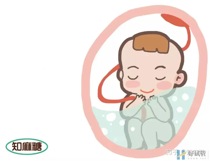 试管婴儿长方案需要多少天(什么是“试管婴儿”?)深度揭秘(图2) 试管婴儿长方案需要多少天(什么是“试管婴儿”?)深度揭秘(图2)