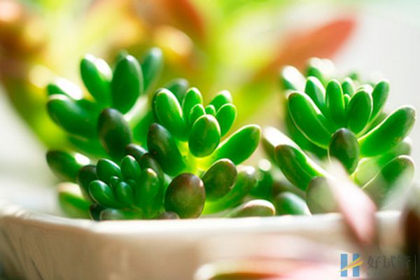 十大适合孕妇娱乐项目汇总,怀孕在家无聊这些都可以做(图4) 养花可以打发孕期无聊时光