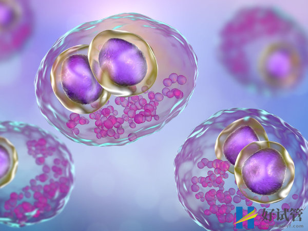 促排B超测优势卵泡的数量有标准,运用方案不同数量则不同(图1) 优势卵泡正常有两个