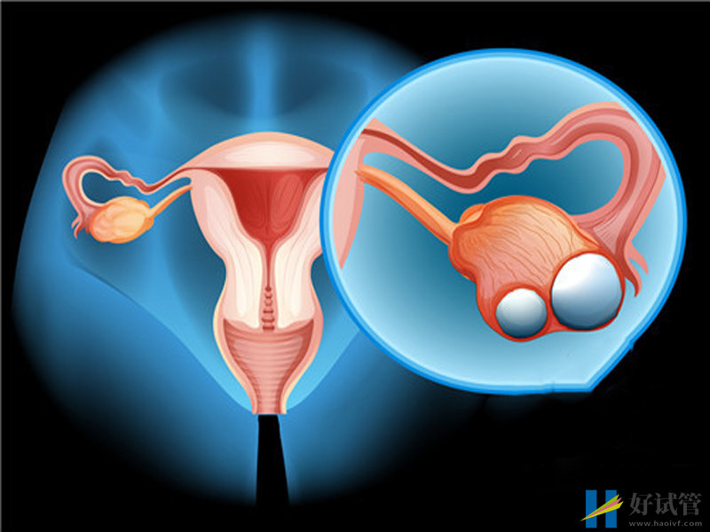 抗缪勒氏管激素偏低咋办,医生教你正确的处理方式(图2) 抗缪勒氏管激素的作用