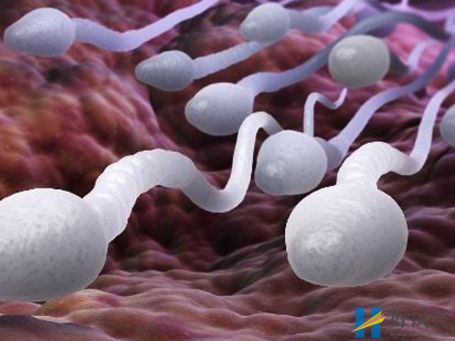 男人少精症正常怀孕几率也不低,关键点在查明原因!(图3) 少精也有怀孕的可能性