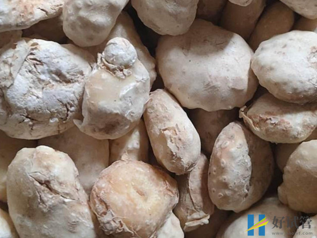 孕妇切勿食用生南星,诱发胎儿畸形几率真心高!(图2) 孕妇吃生南星会中毒