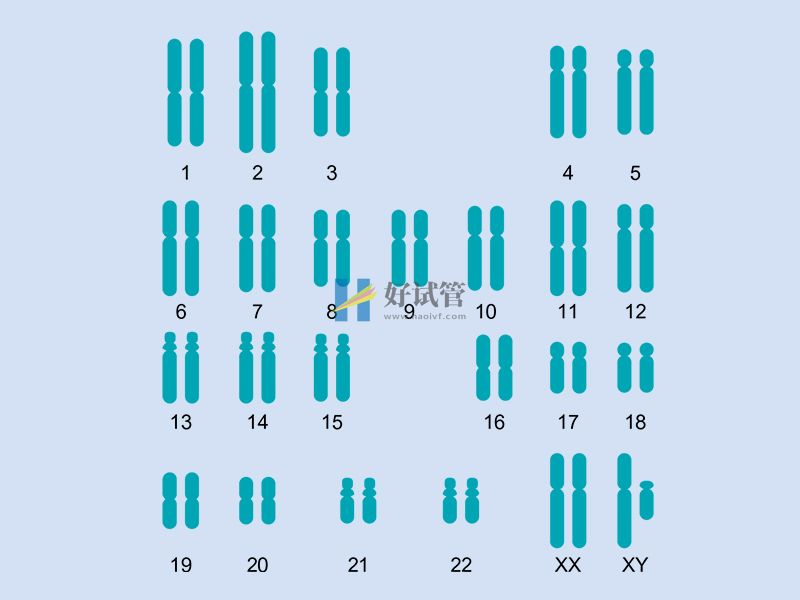 四种常见的染色体臂间倒位,警惕它对女性生育的危害(图1) 染色体臂间倒位的表现