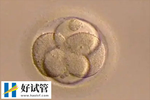试管可不可以移植别人的胚胎(图2) 原肠胚不利于着床