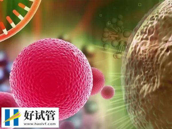 夜针当天要排精来不来得及(图3) 卵泡发育成熟男性可排精