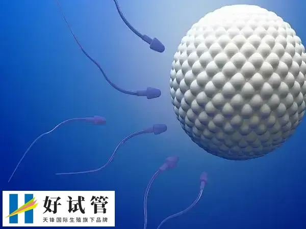 供卵和自卵的区别在哪里(图2) 自卵试管是使用自己卵子进行受精