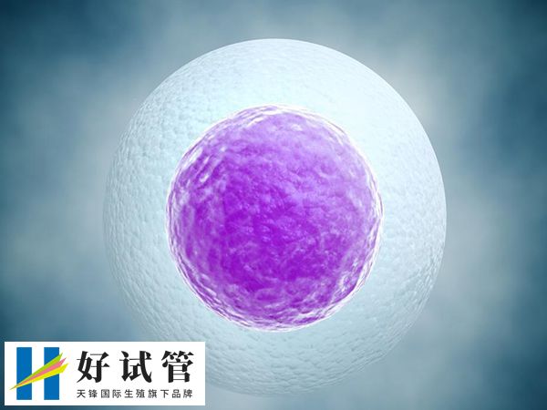 女性供卵自怀最高年龄段是多少岁(图2) 随着年龄增长供卵自怀成功率逐渐降低