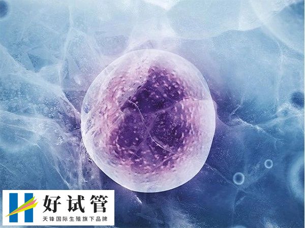 供卵试管和自卵试管是否一样(图1) 自卵试管适用于有正常排卵功能的女性