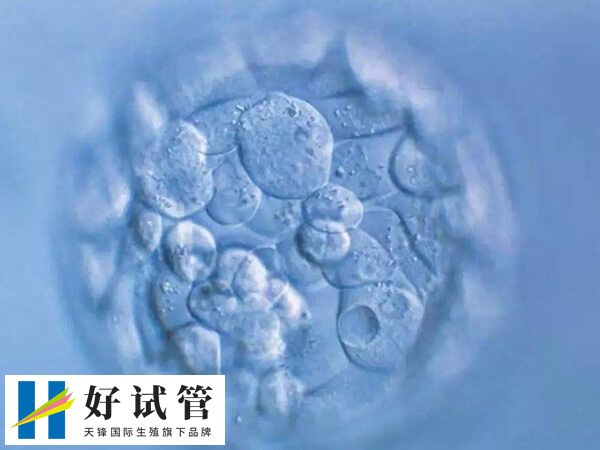 鲜胚等级中数字表示胚胎细胞数
