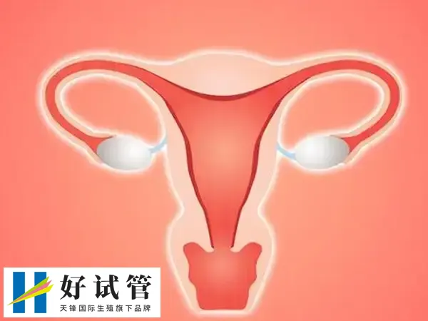 高龄夫妻做试管的成功率(图4) 卵巢功能减退会降低试管成功率