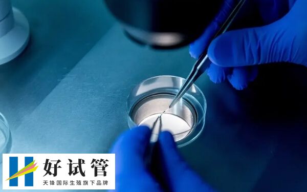 移植囊胚的禁忌是什么(图1) 囊胚移植后胚胎的着床率非常高