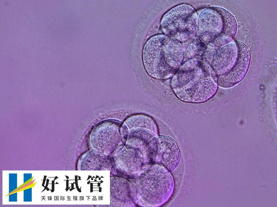 5个受精卵能养囊几个(图2) 养囊是优生劣汰的培养过程