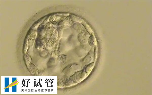 养囊成功率大概在40%-60%之间