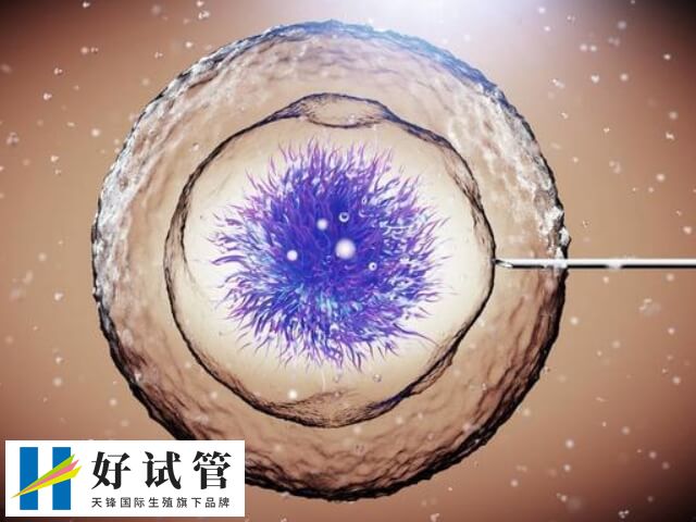 移植胚胎4ac的成功率约40%