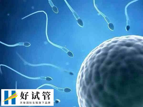 取了卵为什么会配不到胚胎(图1) 精子形态异常会导致受精失败