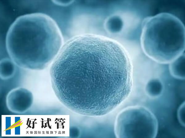 试管婴儿取卵多少为宜(图2) 取卵的数量并不是越多越好