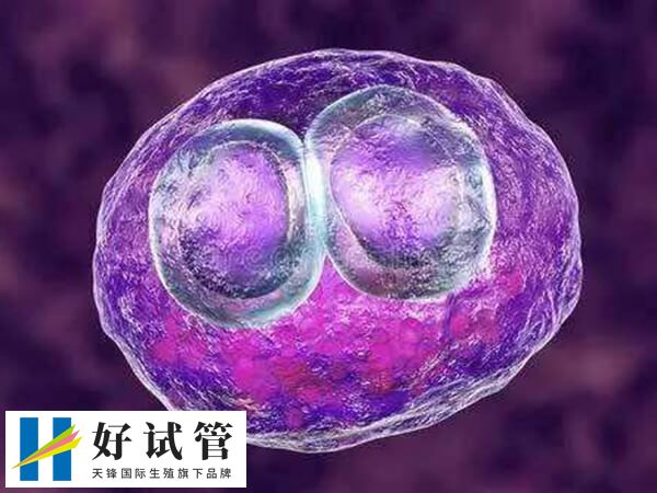 试管移植20天药渣有血什么原因(图1) 黄体功能不足会影响胚胎着床