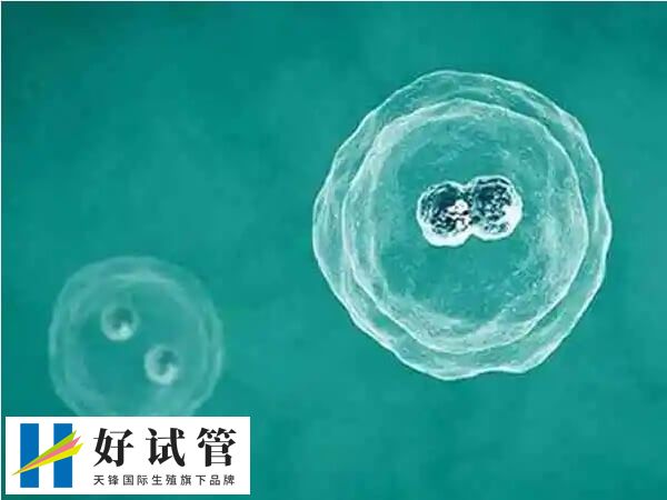 囊胚移植着床后有什么症状(图3) 囊胚移植后的成功率通常较高