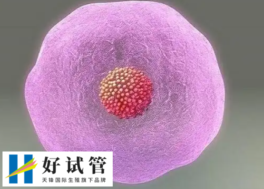 移植14天后HCG血值多少算正常?一文讲清关键数据和应对建议(图1) HCG值可以判断胎儿发育情况