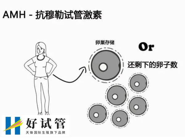 高龄做试管前为何要检查amh(图2) AMH值正常的范围是2-6.8ng/ml