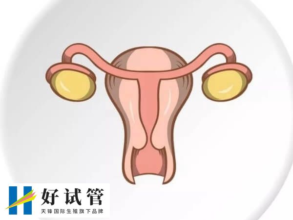 高龄做试管前为何要检查amh(图1) 高龄做试管要检查AMH