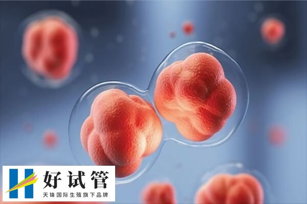 如果都是四级胚胎怎么办(图2) 三级胚胎种植率达20%左右