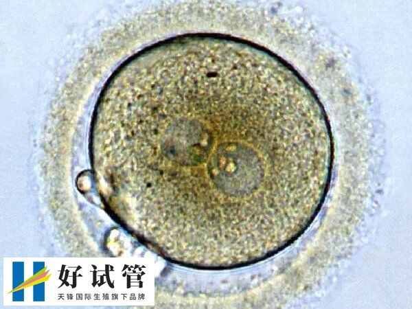 移植5cc囊胚的成功率高不高(图1) 5cc是可以移植的