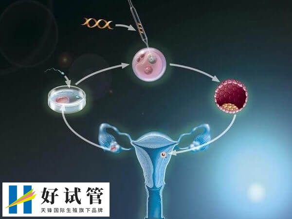 移植5cc囊胚的成功率高不高(图3) 5cc囊胚的成功率比较低