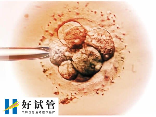 5bc囊胚并不优质