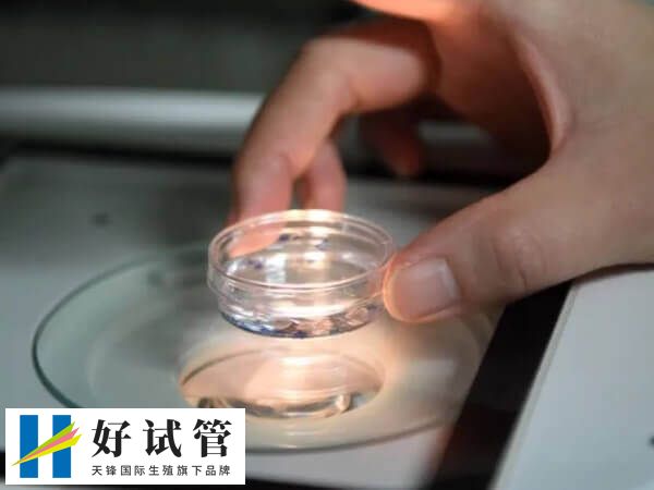5bb囊胚质量如何(图2) 5bb囊胚的成功率有60%