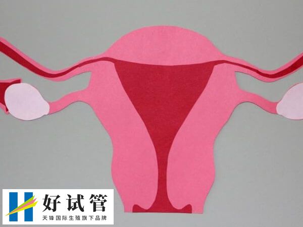 试管短方案取卵会不会少儿短方案取几个卵?(图2) 卵巢功能越差卵子数量也会越低