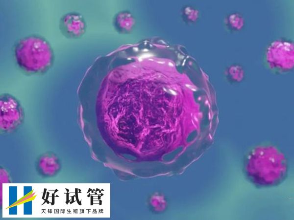 试管胚胎质量不好影不影响胎儿健康(图1) 胚胎质量的好坏与未来孩子健康没有直接关系