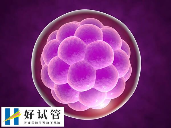 4bb囊胚质量等级高不高(图1) 4BB囊胚的质量属于中等偏上水平
